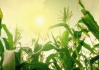 Donec in velit vel ipsum auctor pulvinar