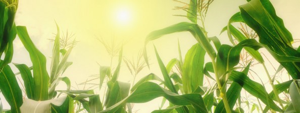 Donec in velit vel ipsum auctor pulvinar